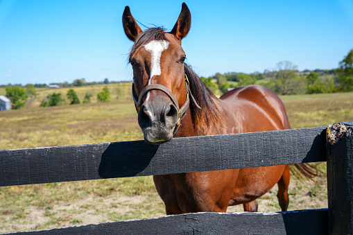 Beautiful thoroughbred horse looking at camera