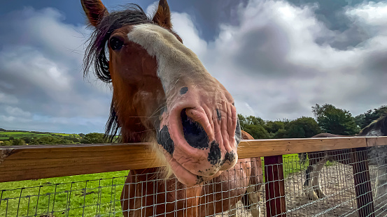 Brown horse with a white nose is looking at the camera Isle Of Man –