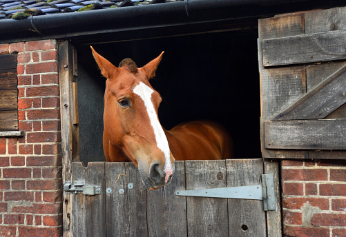 Horse in stable  looking out of doors