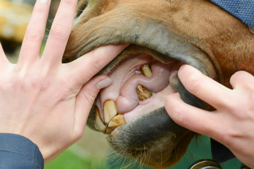 horse teeth
