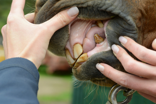 horse teeth