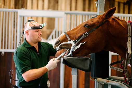 Equine dental exam