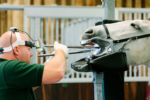 Equine dentist