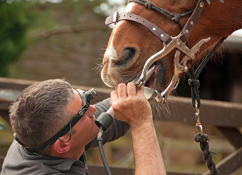 Equine Dentist