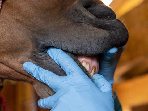 A vet inspecting a horse’s teeth during annual check up