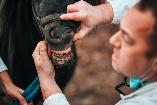 A vet inspecting a horse’s teeth during annual check up