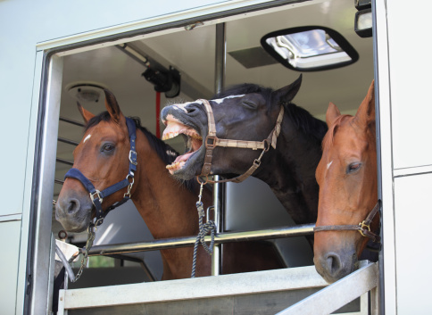 Three horses waiting in a horse box, Norway