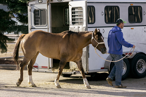 A man just took his horse out of a horse trailer.